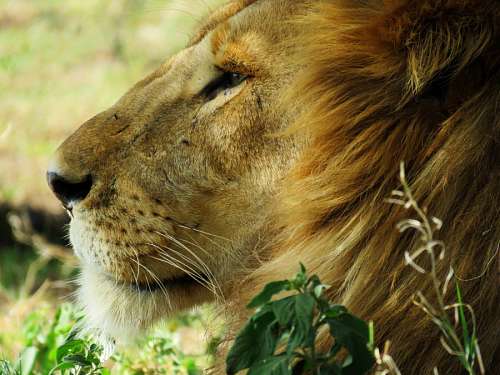 lion