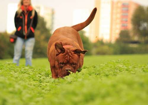 vitality Walk with pet