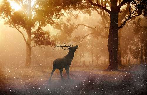 Enchanted Forest