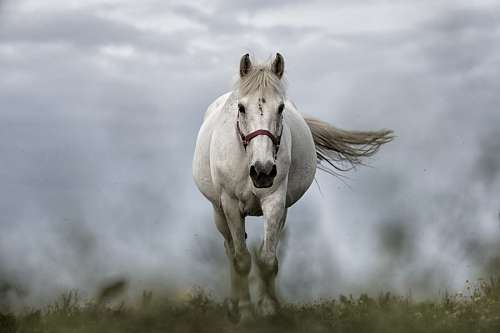 White horse front