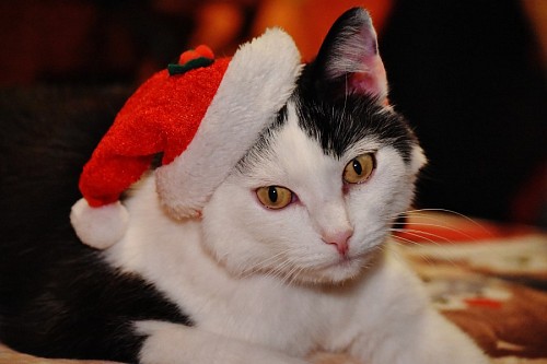 Tender cat with a Christmas hat