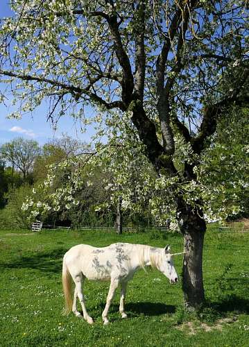 images-of-pretty-unicorns Real unicorn