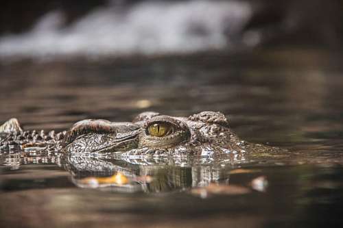 Crocodile