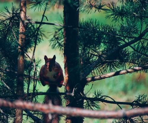 squirrel-expression squirrel