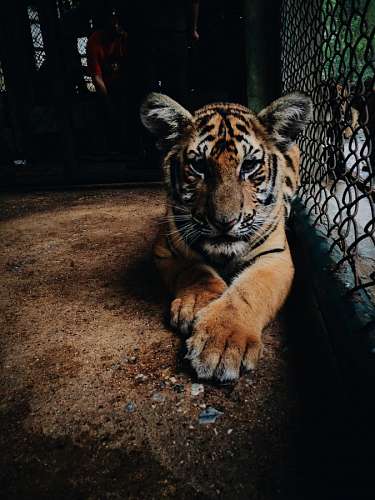 Tiger
