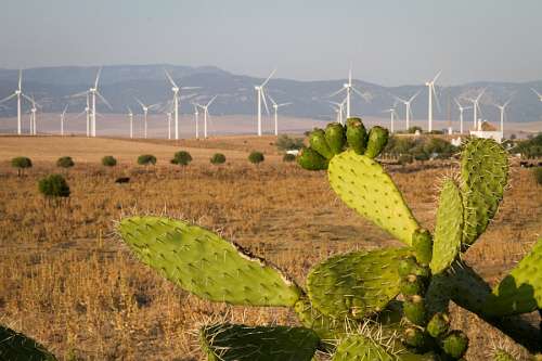windmill Windmills