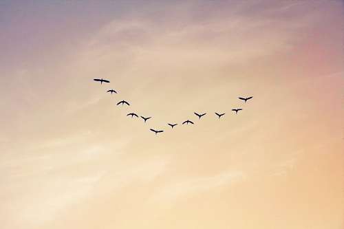 pampas Argentina, La Pampa, sunset, birds, birds, sky, cl