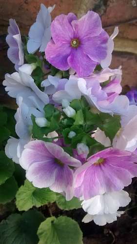 Flower, Flowers, Nature, Spring 