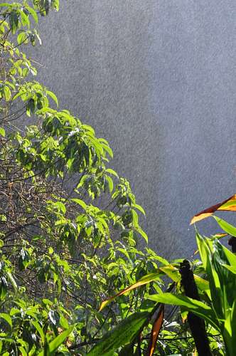 humidity Jungle