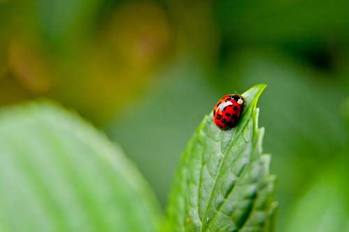 Ladybug