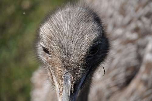 Ostrich