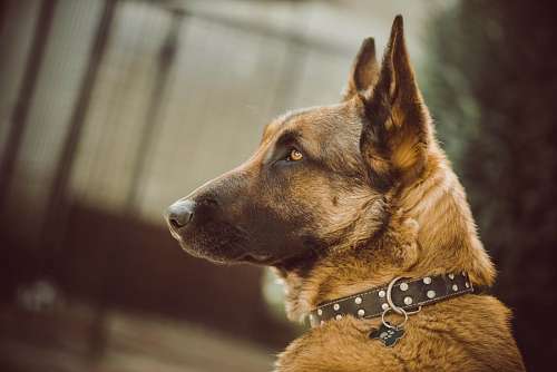 german-language German Shepherd