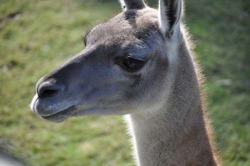 Guanaco
