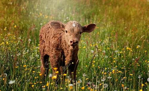 calf calf