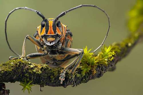 Close-up of an insect looking at the camera