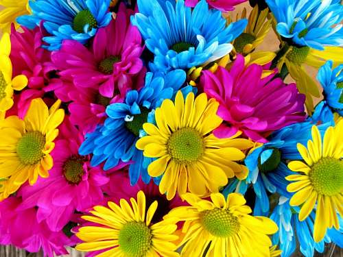 daisy daisies