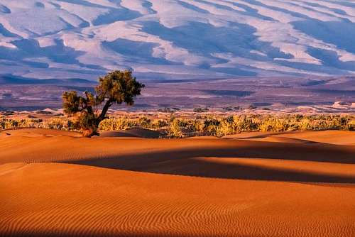 Dune landscape in the desert at sunset