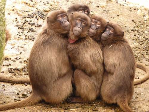 monkey-thinking Baboon monkeys