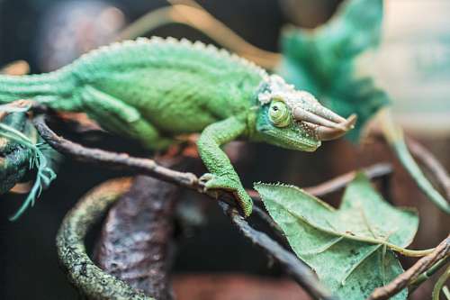 camouflage chameleon