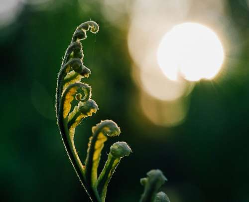 headline Flower