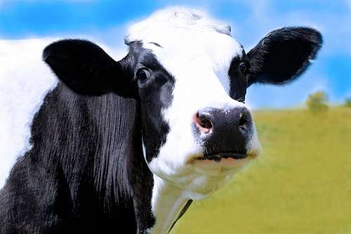 dairy-cow-breeds 