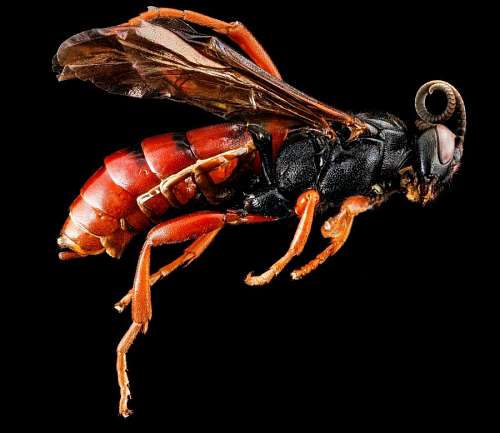 poisonous macro shot of a dead wasp with a red tail