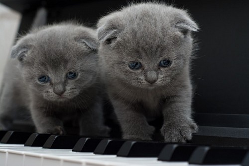 Gray kittens on the piano