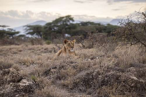 lion-head Lion