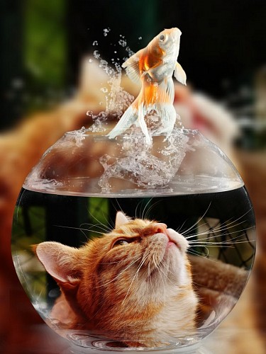 tank Naughty kitten watching the fish jumping out of her fish tank