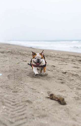 running English Bulldog Running on the Beach