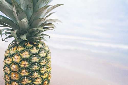 ananas Pineapple