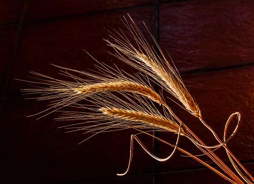 wheat
