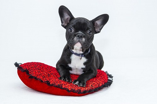  Adorable puppy of BullDog Frances on red cushion