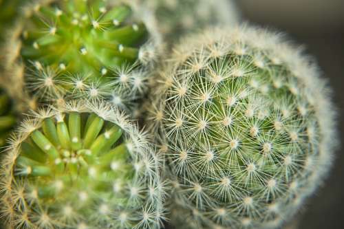 Cactus detail