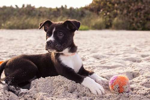 andrew-jackson Puppy in the beach