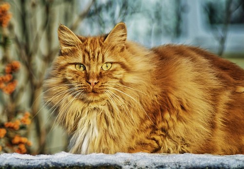  Wildcat in the snow