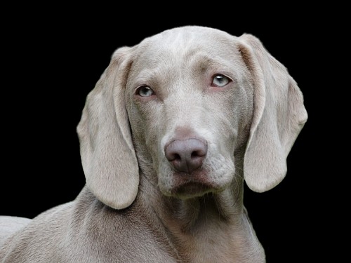 loving-couple  Close-up of Weimaraner dog