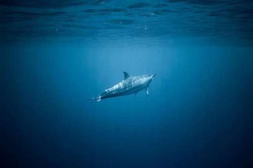 Shark swimming at the bottom of the sea