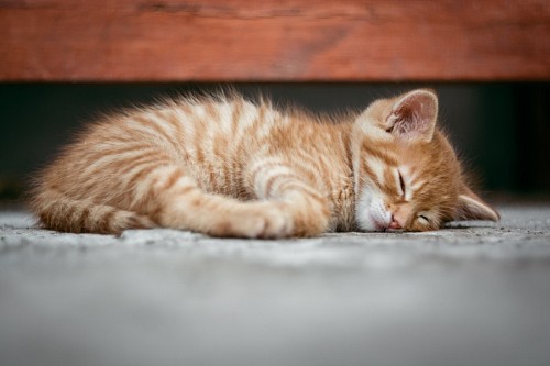 Baby kitten resting on the floor
