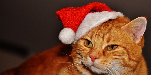  Profile of cat with christmas costume