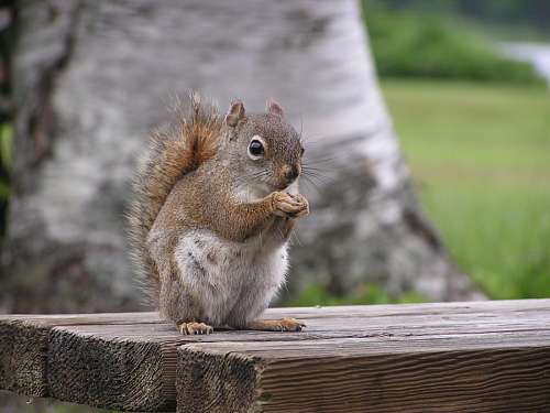 squirrel-expression squirrel