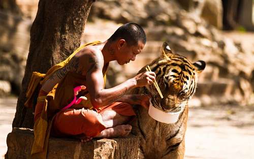 buddhist Tiger