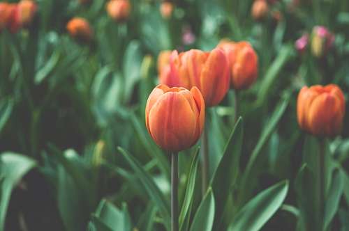 tulips