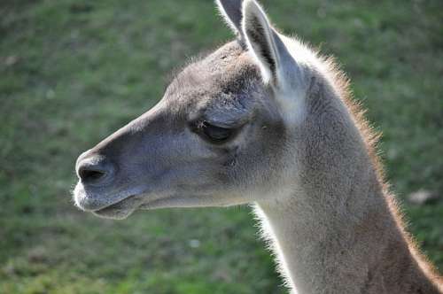 Guanaco
