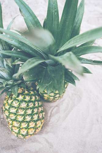 ananas Pineapple