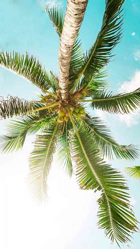 bottom Tropical palm tree seen from below