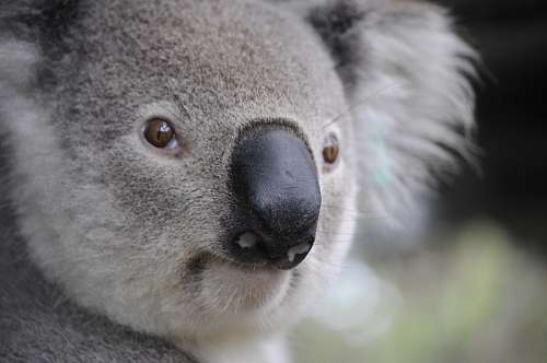 extinct koala