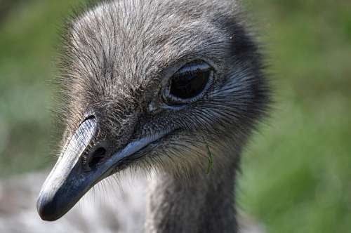 Ostrich