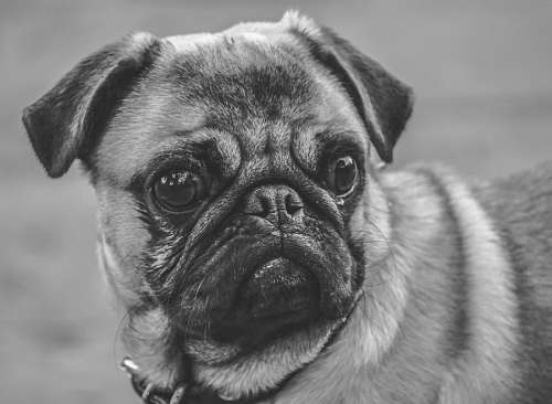 pug Pug Carlino