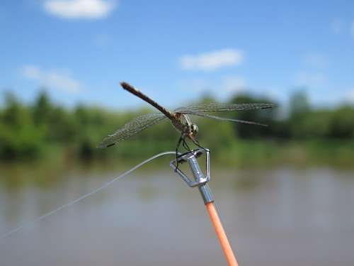 Dragonfly